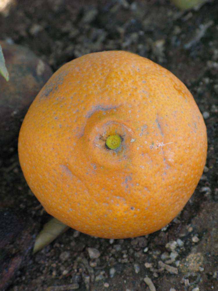            Fruit (Riverside, CA)   